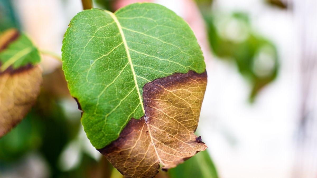 Si las puntas de las hojas de tus plantas están marrones y secas, esto es lo que significa (y cómo solucionarlo)