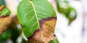 Si las puntas de las hojas de tus plantas están marrones y secas, esto es lo que significa (y cómo solucionarlo)