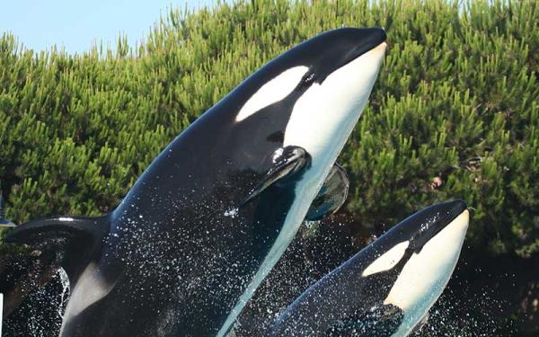 Orcas - Información y Características - Descripción de las orcas