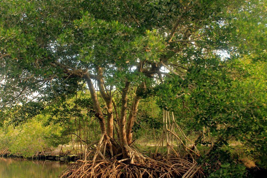 Qué Es Un Manglar Y Sus Características