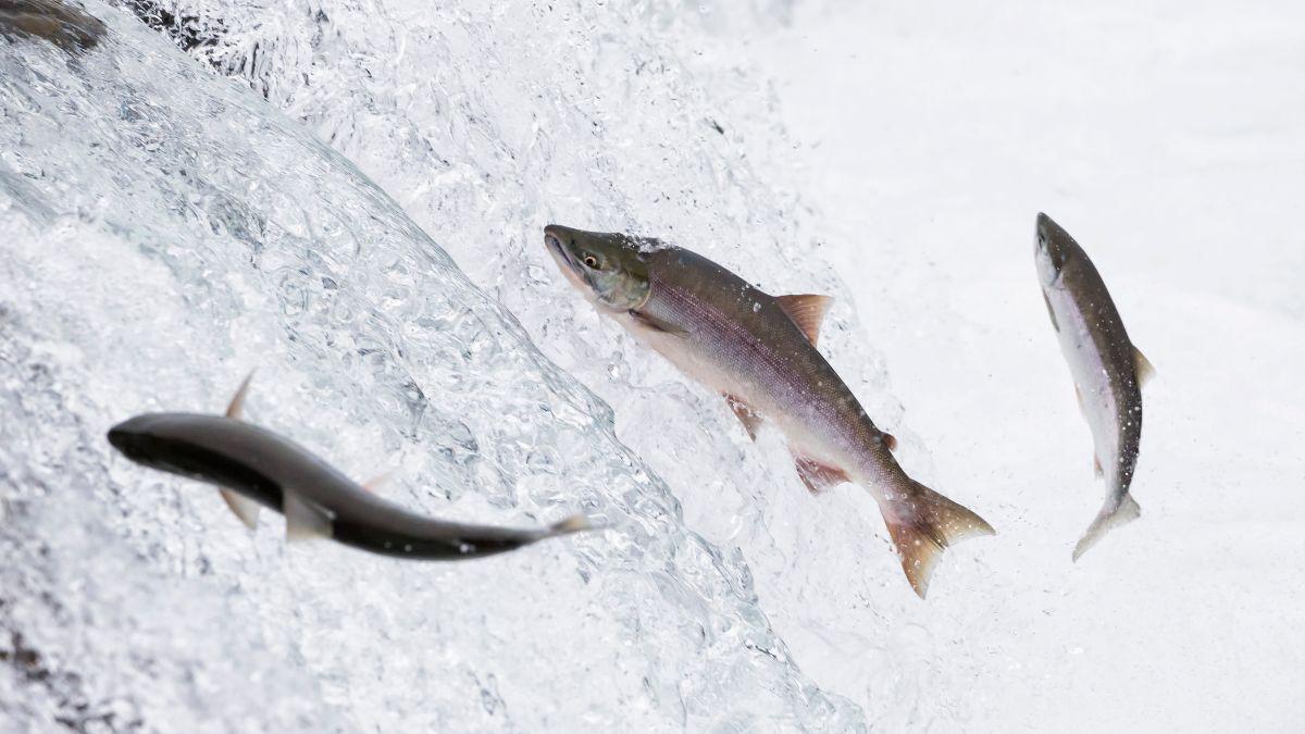 La crisis de los peces migratorios: estas son las causas del colapso del 81% y los grandes ríos más afectados