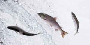 La crisis de los peces migratorios: estas son las causas del colapso del 81% y los grandes ríos más afectados