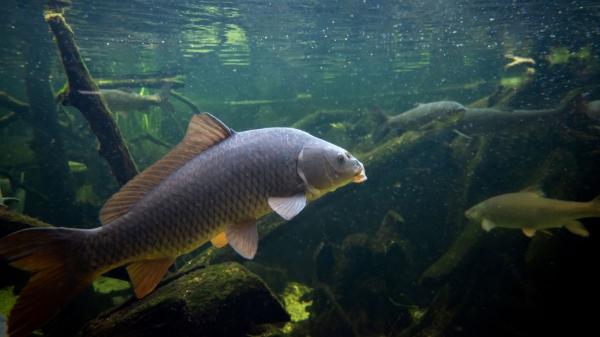 La crisis de los peces migratorios: estas son las causas del colapso del 81% y los grandes ríos más afectados - Los peces migratorios de agua dulce colapsan en un 81%