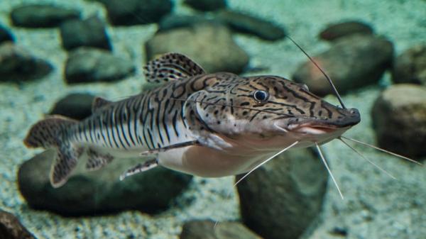 La crisis de los peces migratorios: estas son las causas del colapso del 81% y los grandes ríos más afectados - Una crisis casi invisible y más veloz que la terrestre