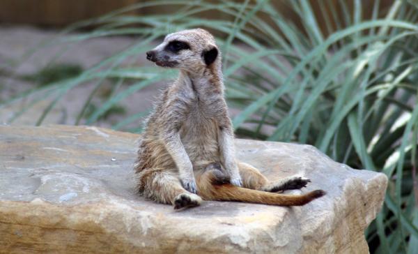 Suricata - Comportamiento del suricata