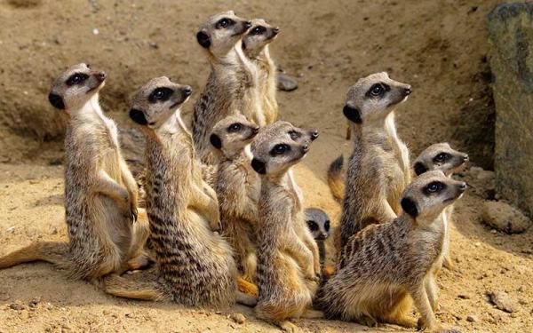 Suricata - Distribución y hábitat del suricata