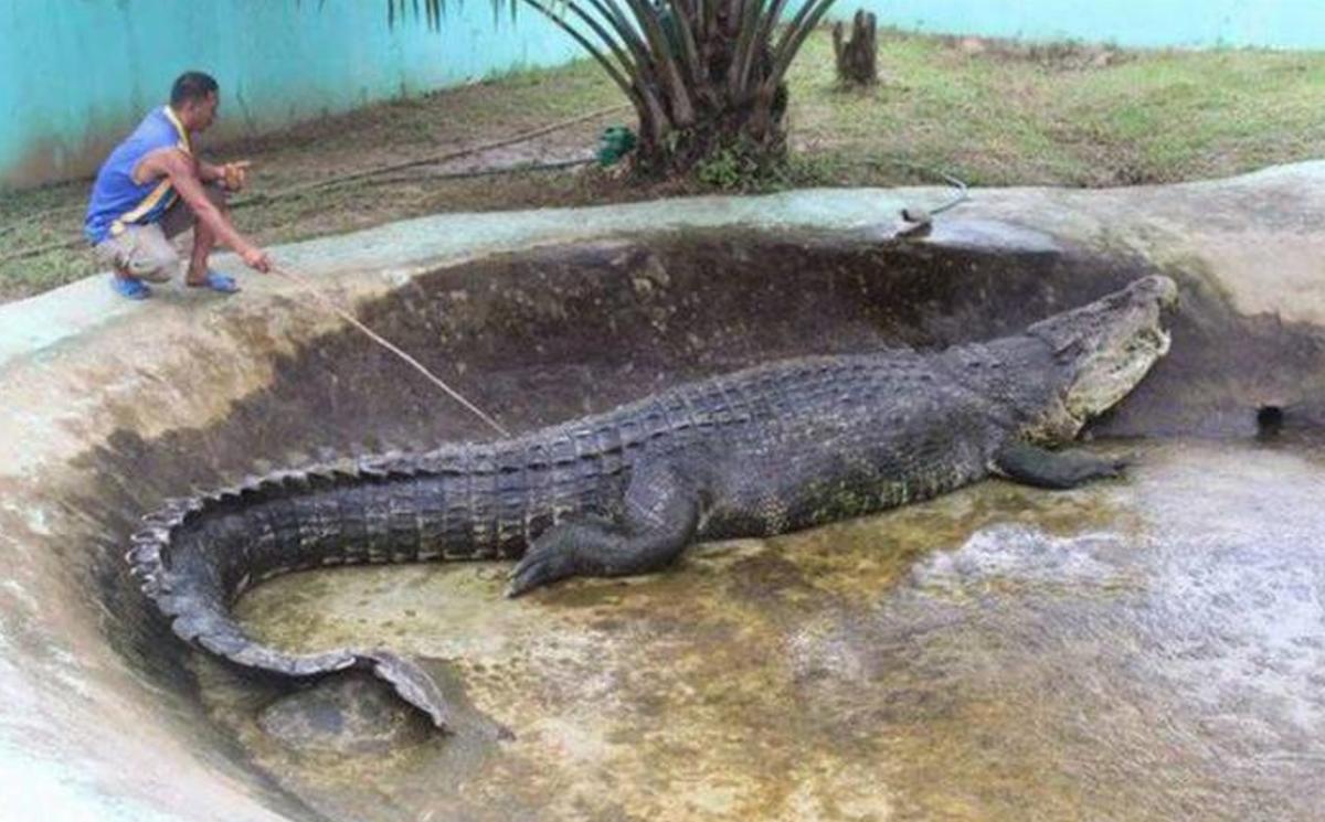El cocodrilo más grande del mundo