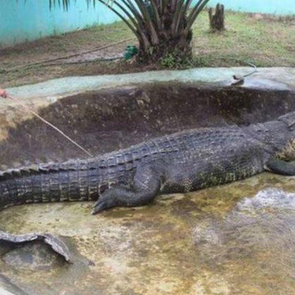 El cocodrilo más grande del mundo - Conoce a Lolong, un Crocodylus porosus