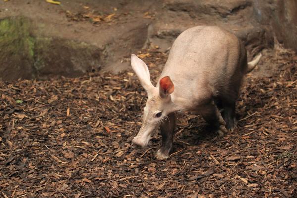 Cerdo hormiguero - Amenazas y conservación del cerdo hormiguero