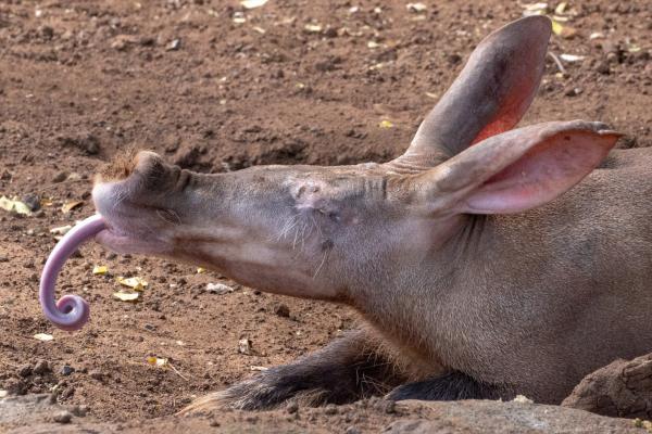Cerdo hormiguero - Características del cerdo hormiguero