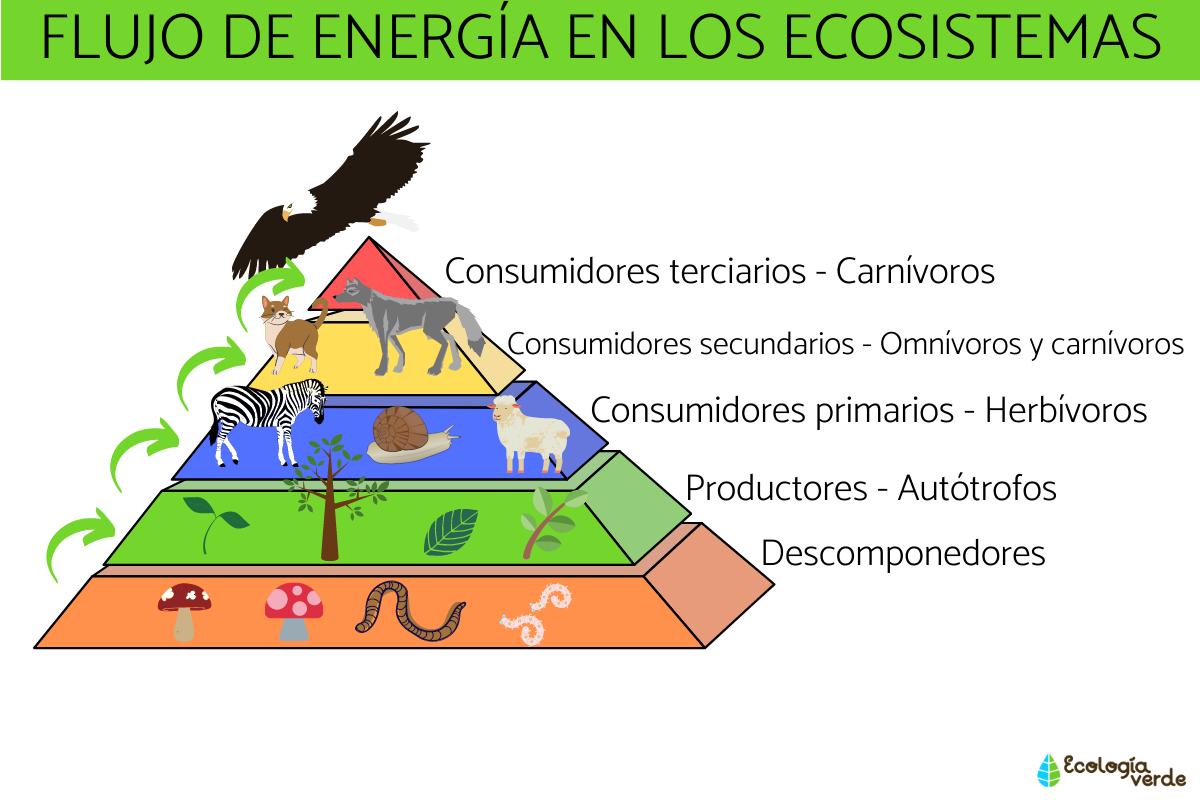 Flujo de energía en los ecosistemas: definición, características y ejemplos