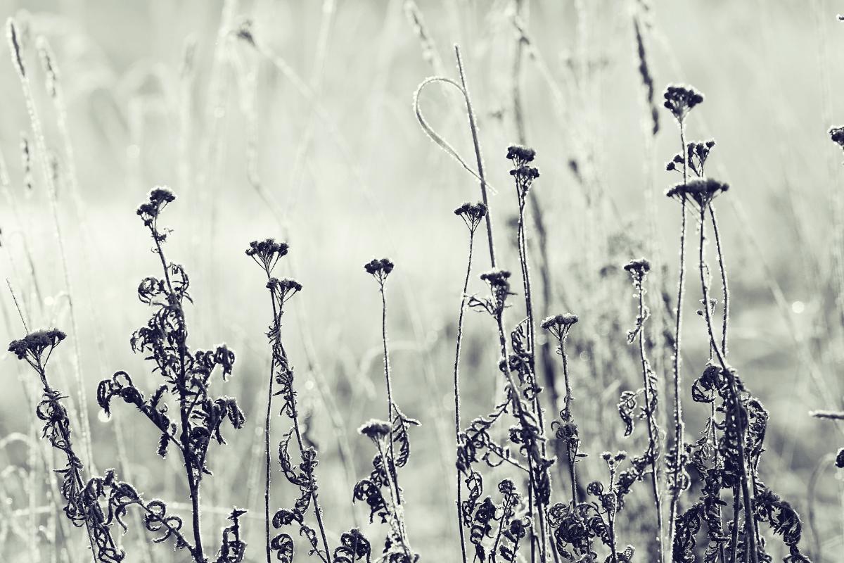 Helada negra: qué es, temperatura y consecuencias