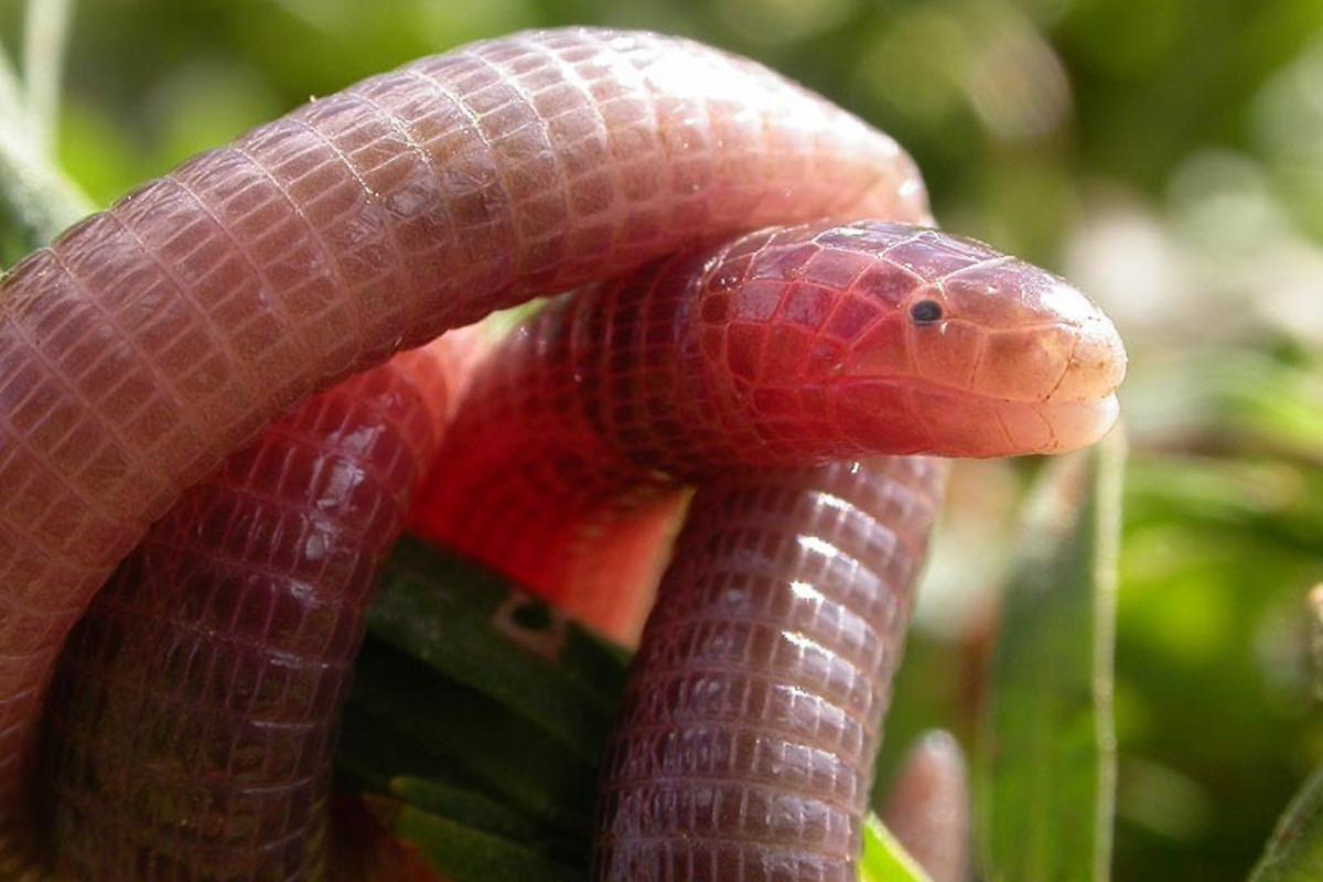 ¿Las serpientes son ciegas?