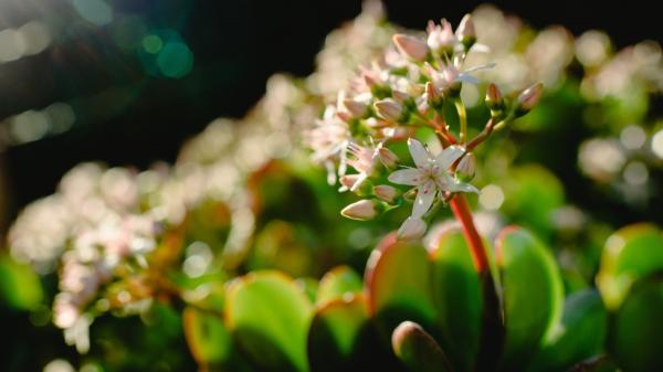 Cómo regar el árbol de jade para que florezca durante más tiempo y no se marchite - Así son las sorprendentes flores del árbol de jade y cuándo aparecen por primera vez