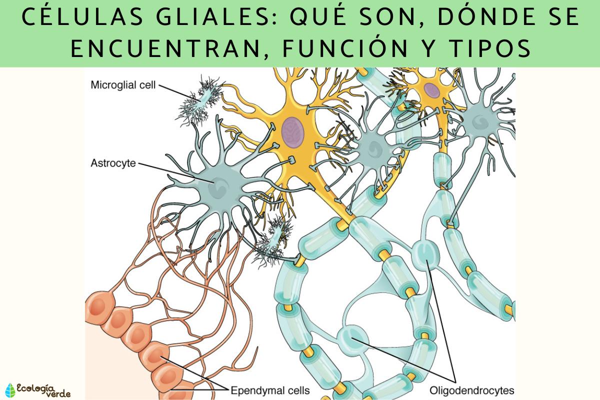 Células gliales: qué son, dónde se encuentran, función y tipos