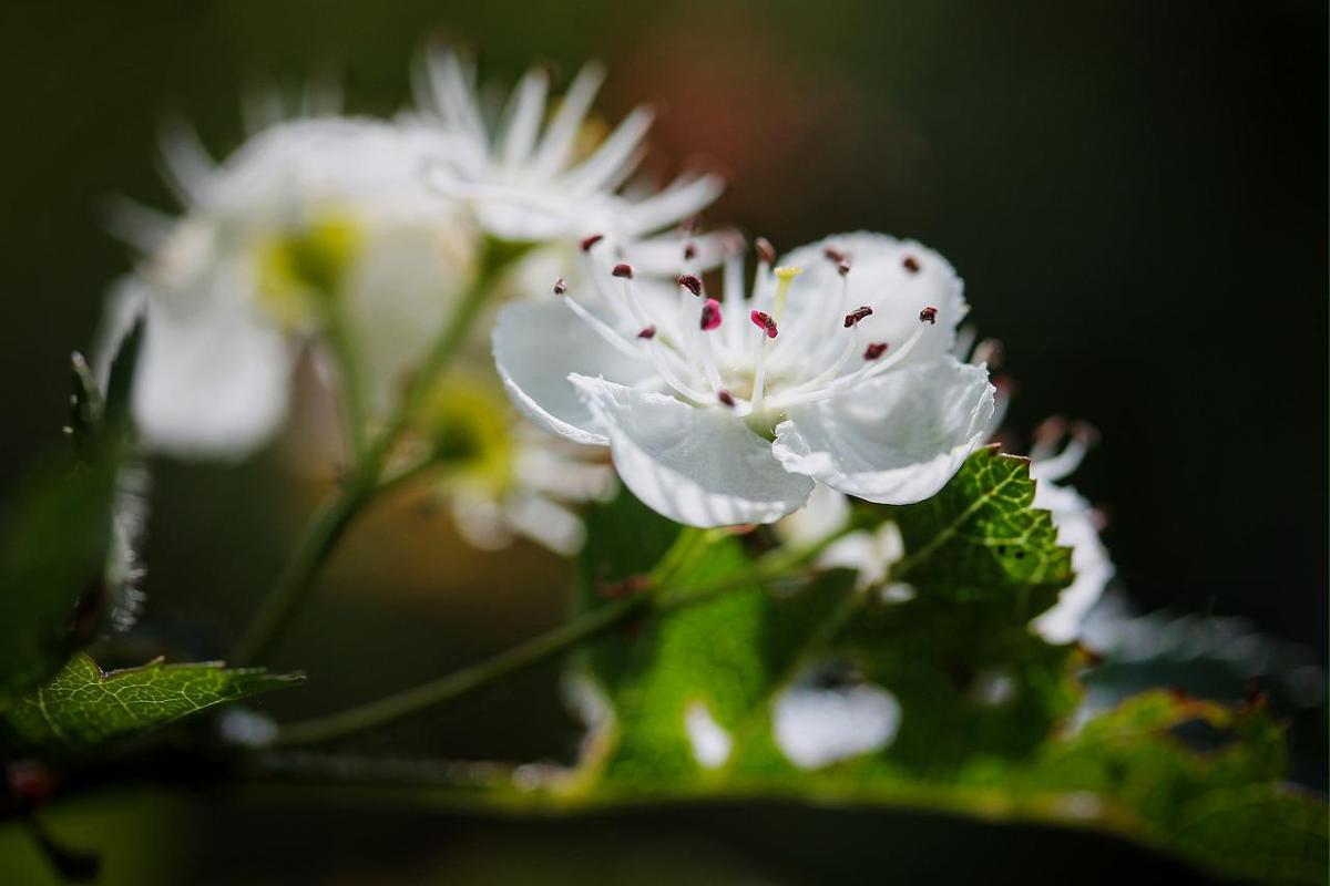 Espino blanco: propiedades, para qué sirve y contraindicaciones