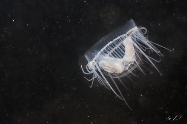 Medusas que no pican - Medusa de agua dulce o Craspedacusta sowerbyi