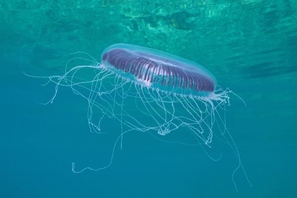 Medusas que no pican - Medusa de muchas costillas o Aequorea forskalea