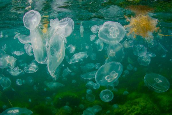 Medusas que no pican - Medusa luna o Aurelia aurita
