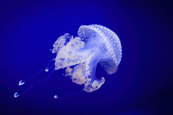 Medusas que no pican - Medusa manchada australiana o Phyllorhiza punctata