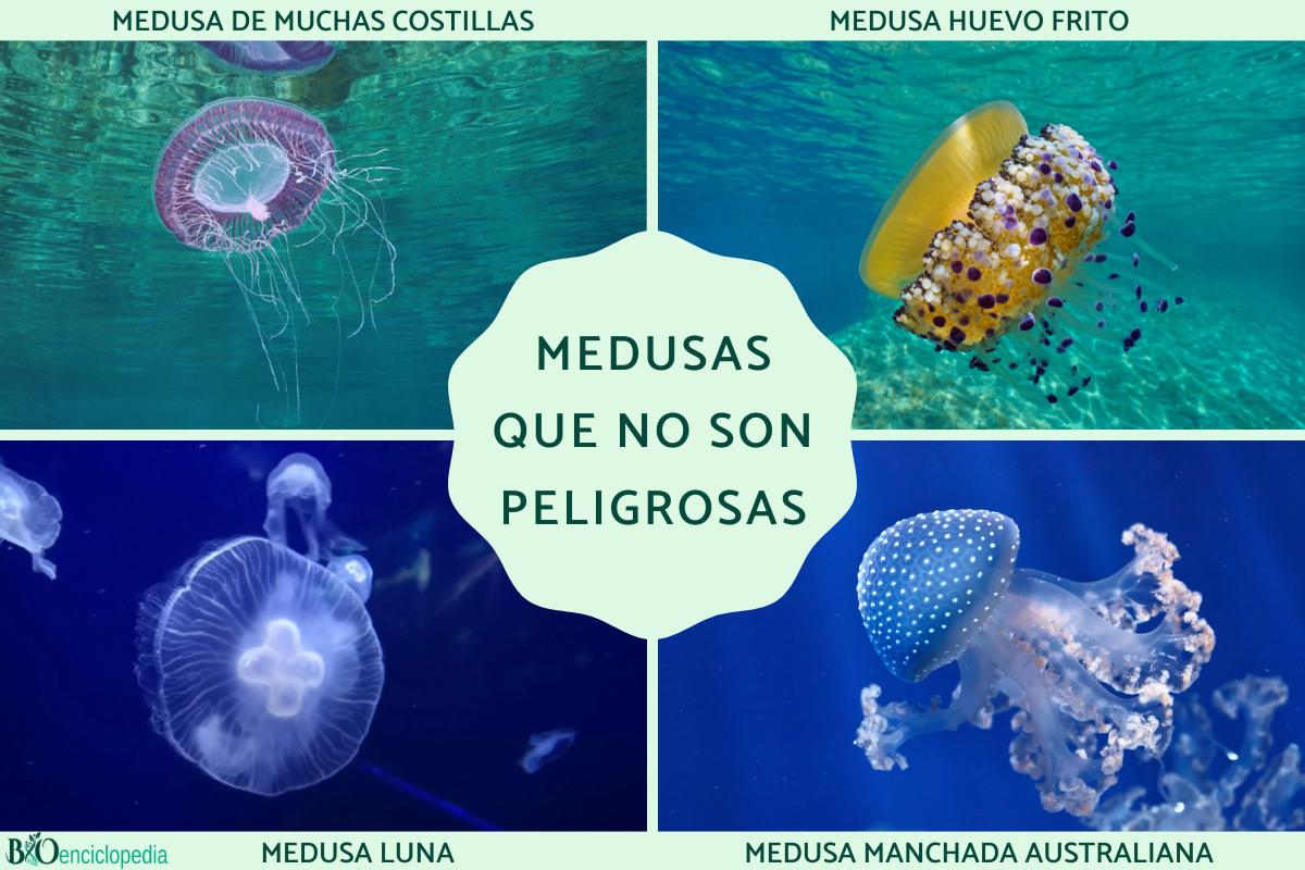 Medusas que no pican