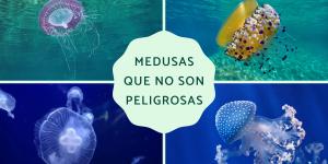 Medusas que no pican