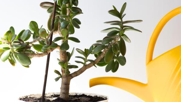 Cómo regar el árbol de jade para que florezca durante más tiempo y no se marchite - Tres errores que pueden hacer que las flores del árbol de jade se marchiten antes