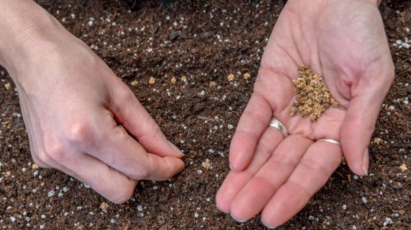El pueblo de 40 habitantes del Pirineo aragonés que recupera semillas guardadas durante décadas para volver a cultivarlas - El objetivo no es guardar las semillas, sino conseguir que vuelvan a cultivarse
