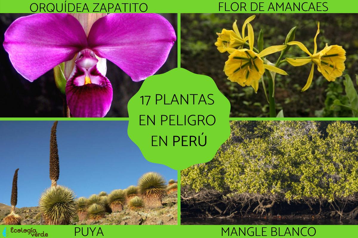 Plantas en peligro de extinción en el Perú