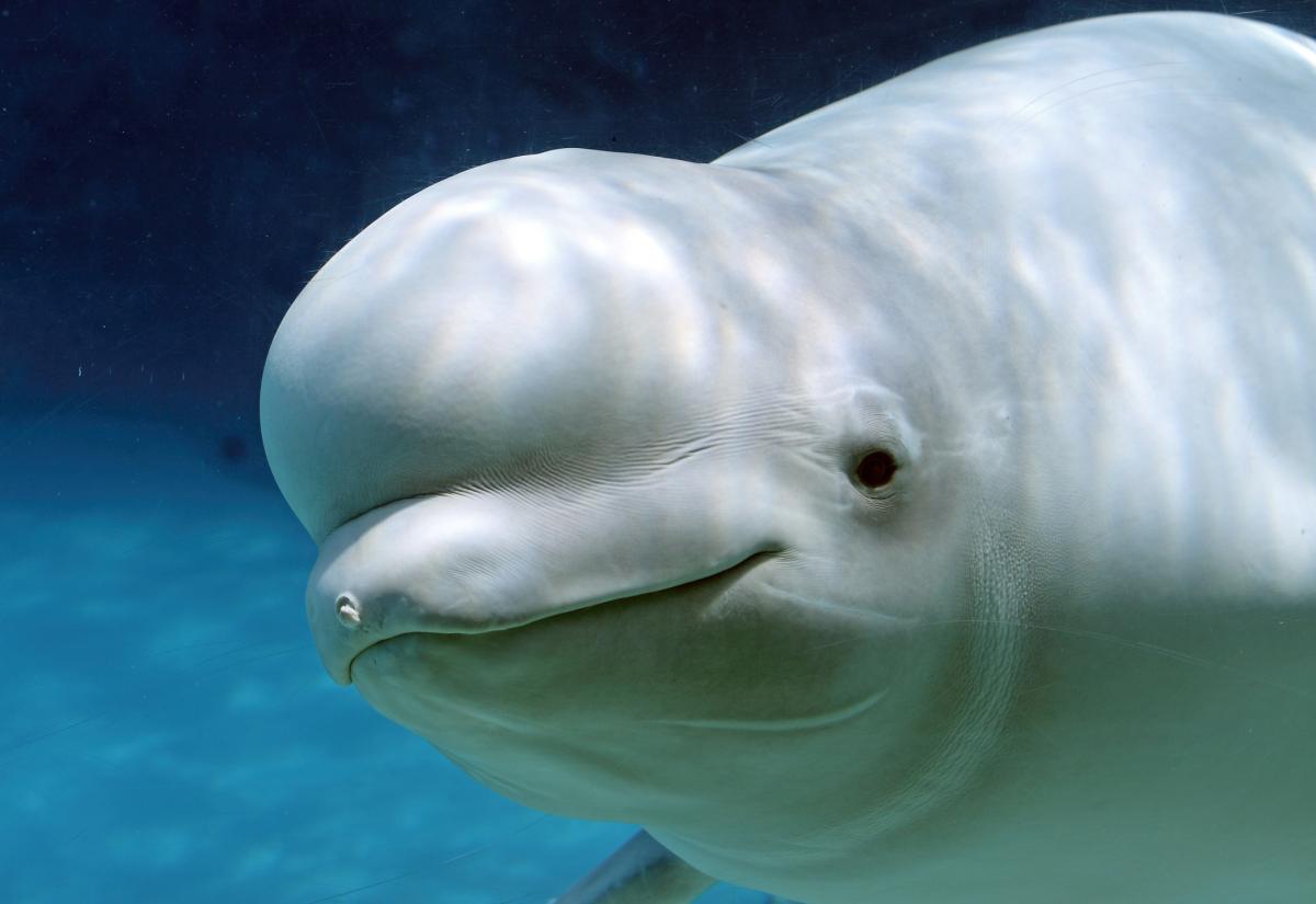 Ballena beluga: características y ecolocalización