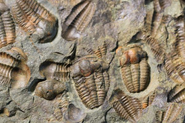 Fósiles: qué son, cómo se forman y tipos - Cómo se forman los fósiles