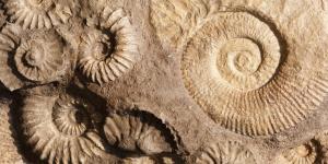 Fósiles: qué son, cómo se forman y tipos