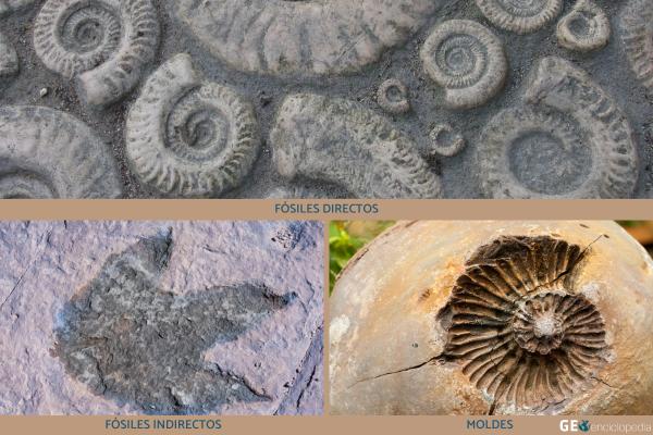 Fósiles: qué son, cómo se forman y tipos - Tipos de fósiles