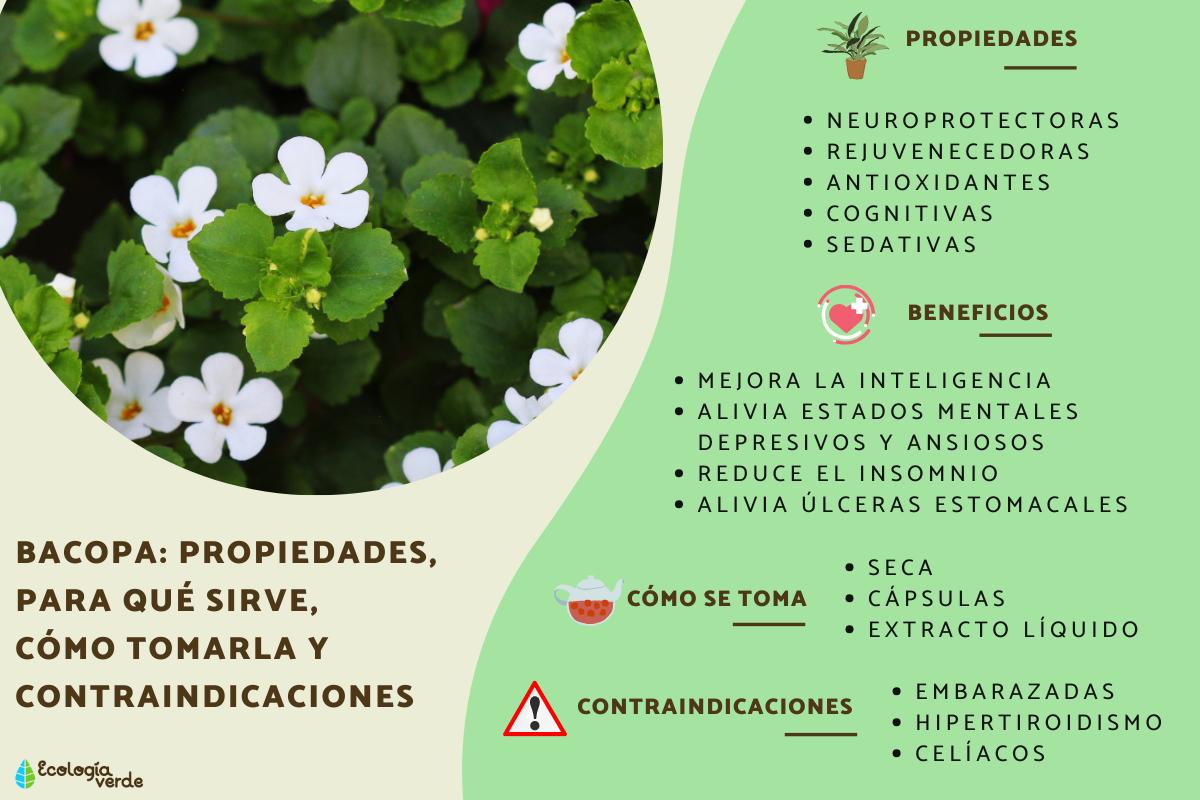 Bacopa: propiedades, para qué sirve, cómo tomarla y contraindicaciones