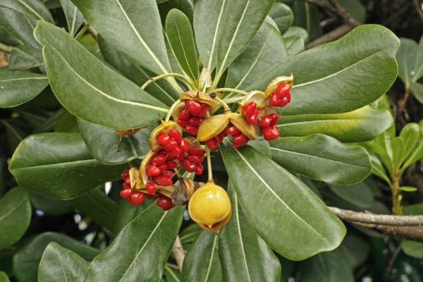 Pittosporum tobira: cuidados y enfermedades - Características de la Pittosporum tobira