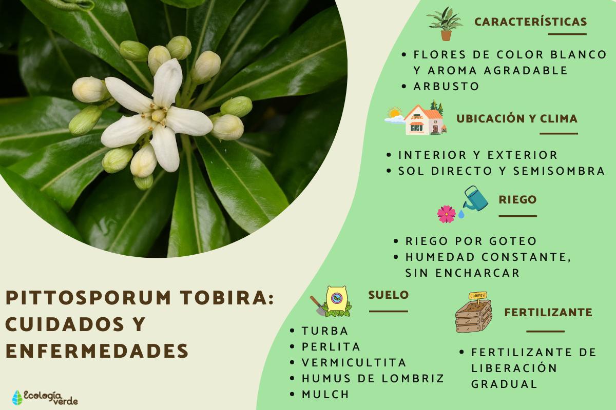 Pittosporum tobira: cuidados y enfermedades