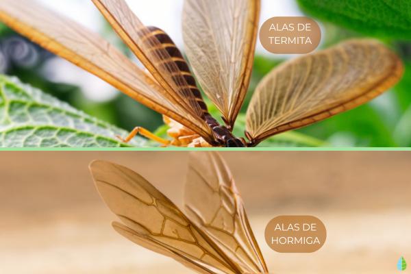 Diferencias entre hormigas y termitas - Alas