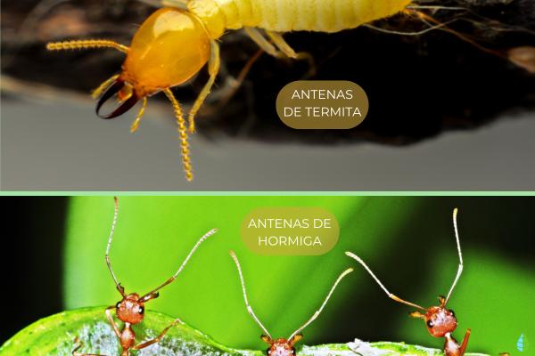 Diferencias entre hormigas y termitas - Antenas