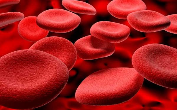 Célula humana: partes y características