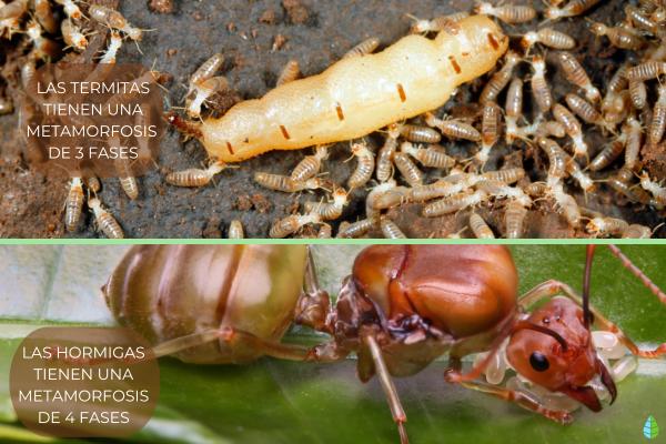 Diferencias entre hormigas y termitas - Ciclo de vida