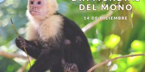 Día Mundial del Mono: cuándo es y por qué se celebra