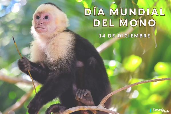 Día Mundial del Mono: cuándo es y por qué se celebra