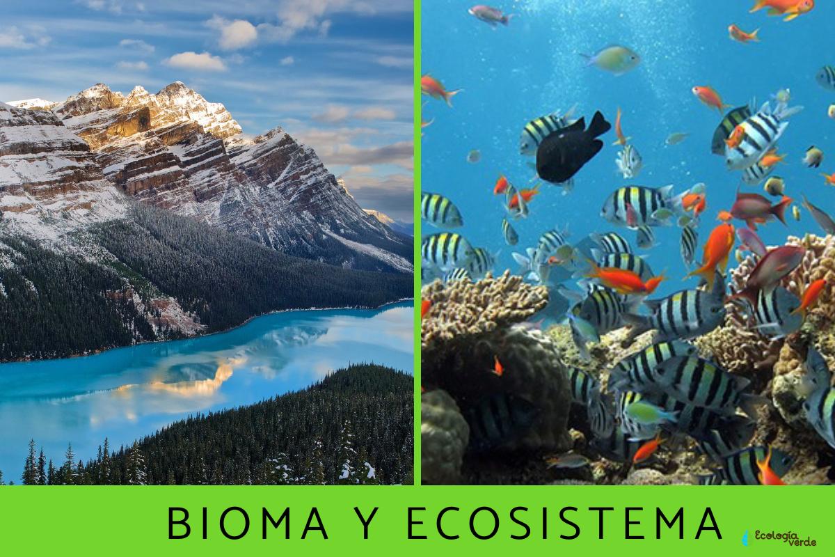 Diferencia entre bioma y ecosistema