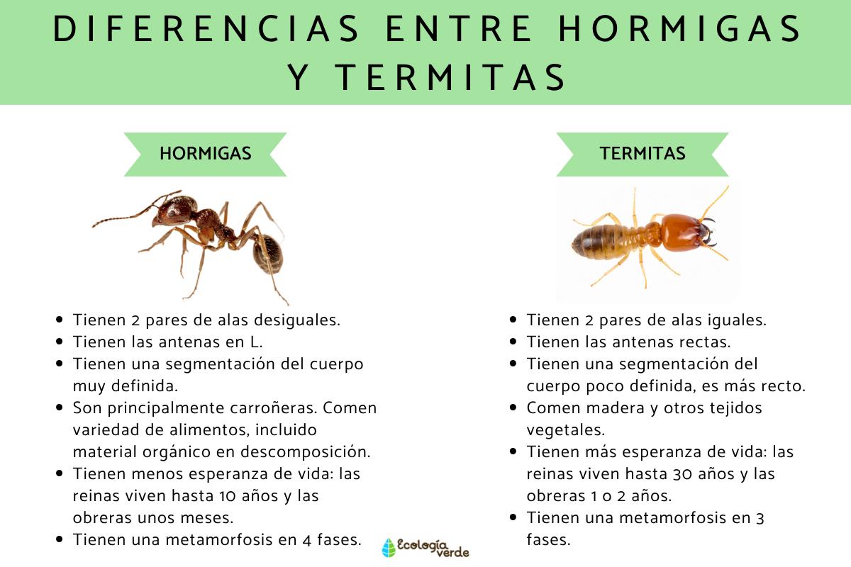 Diferencias entre hormigas y termitas