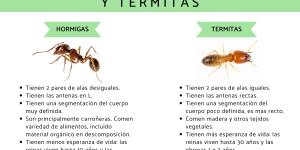 Diferencias entre hormigas y termitas