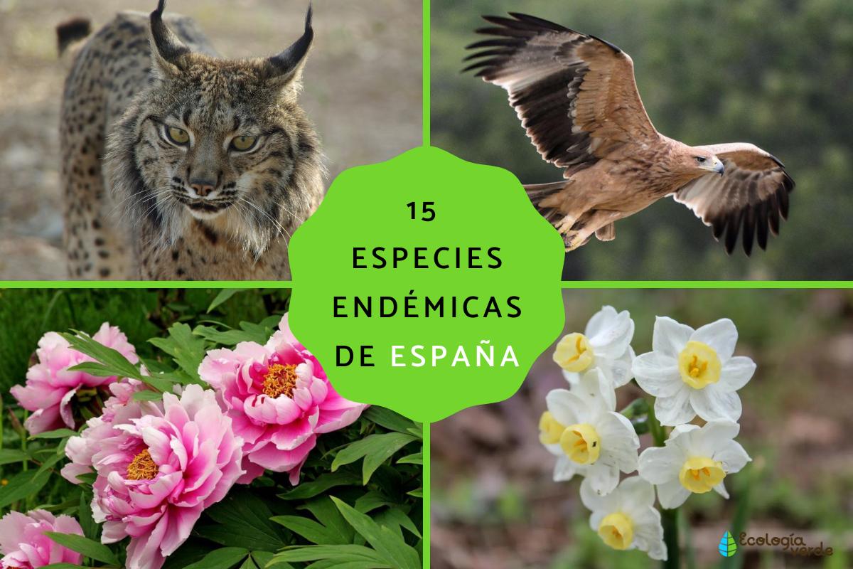 Ejemplos de especies endémicas de España