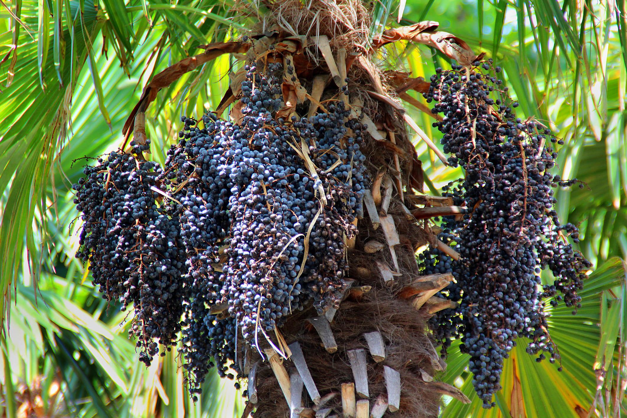 Qué es el açaí: propiedades y beneficios - Guía completa