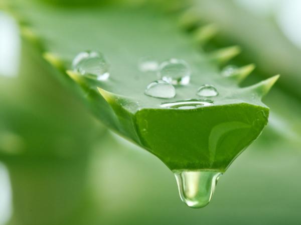 Sábila - Descripción