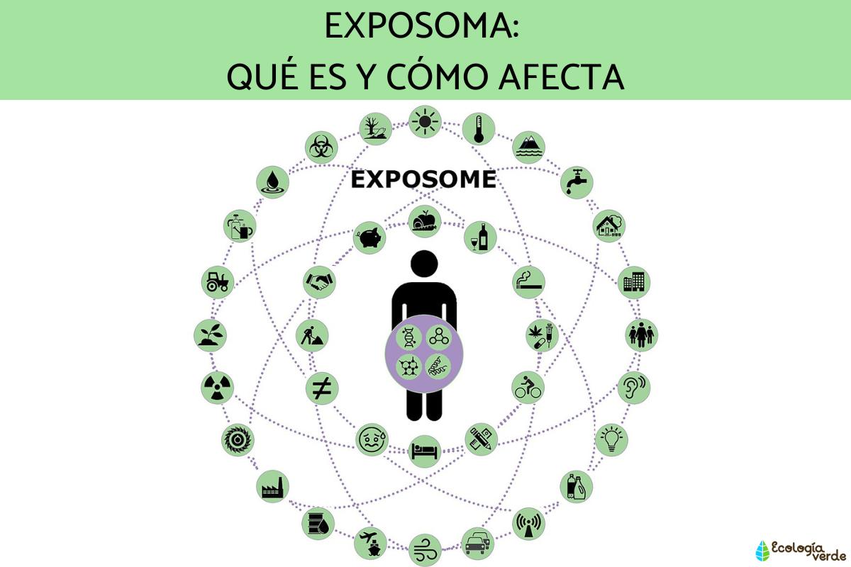 Exposoma: qué es y cómo afecta