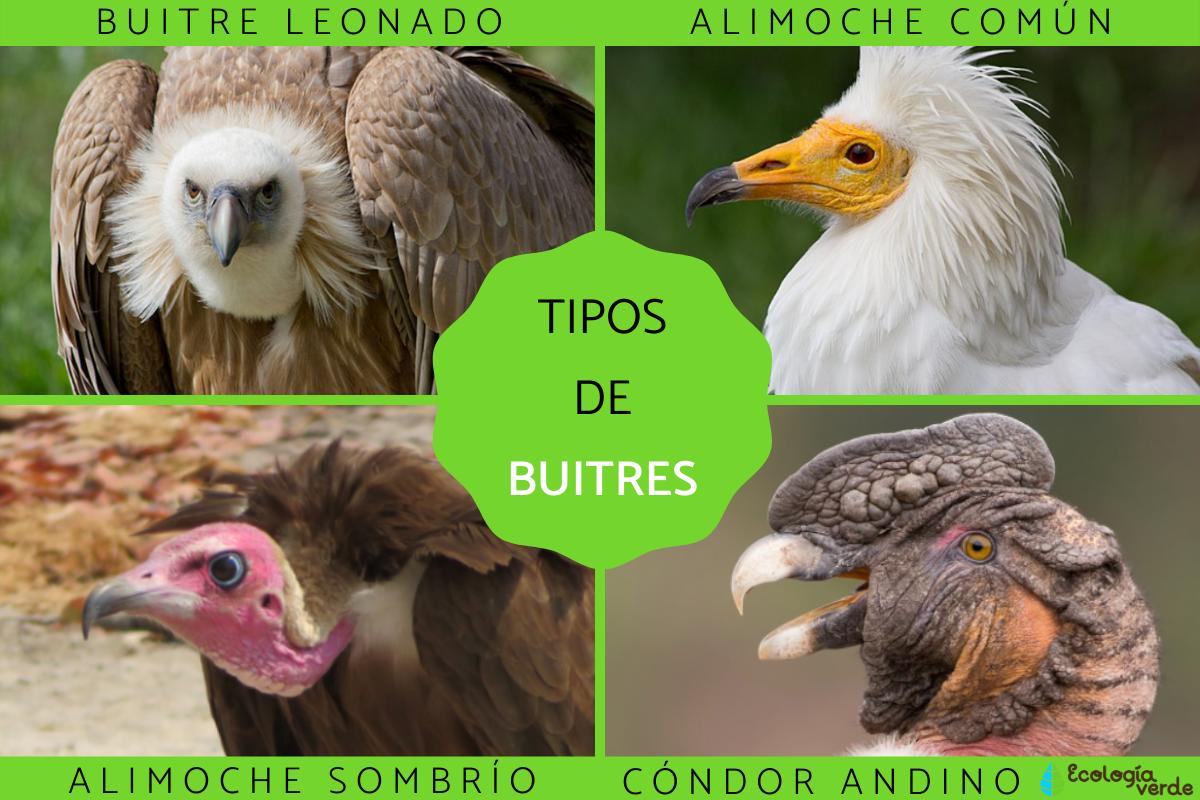 Tipos de buitres